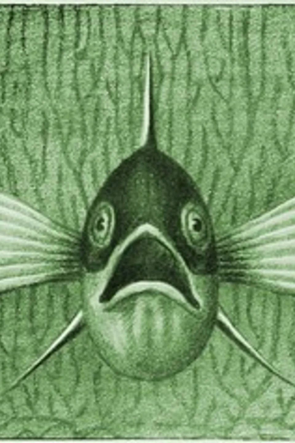 Einheimische Fische; Die Süßwasserfische unsrer Heimat, Kurt Floericke